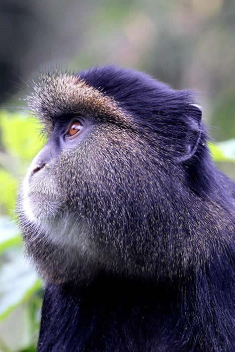 Golden Monkey safaris in Volcanoes National Park