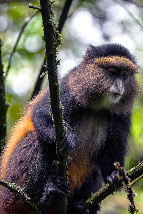 Golden Monkey tracking in Mgahinga National Park