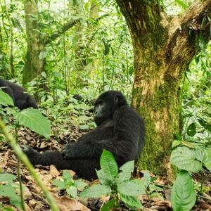 Gorilla tours in Bwindi National Park