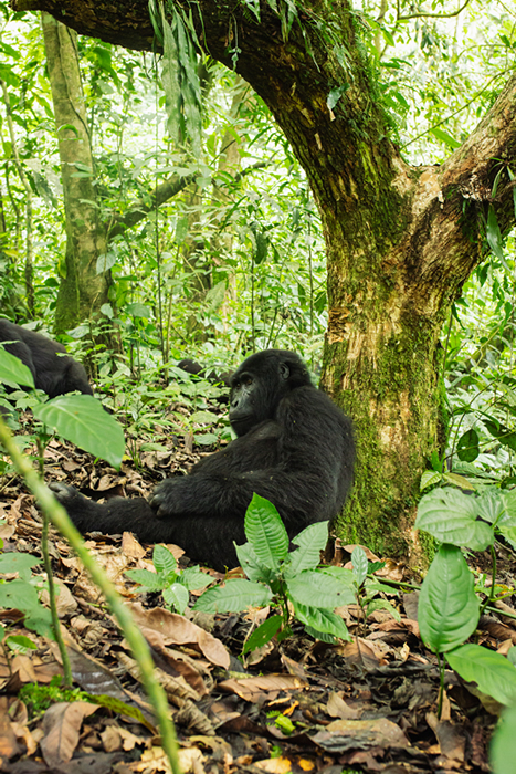 Gorilla tours in Bwindi National Park