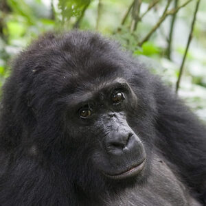 Rwanda Mountain Gorilla Trekking in Volcanoes National Park