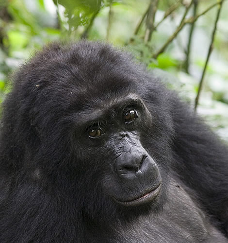 Rwanda Mountain Gorilla Trekking in Volcanoes National Park
