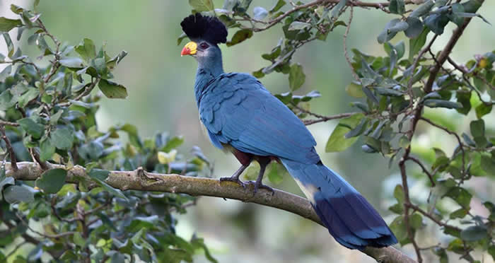 Turaco in Bwindi National Park