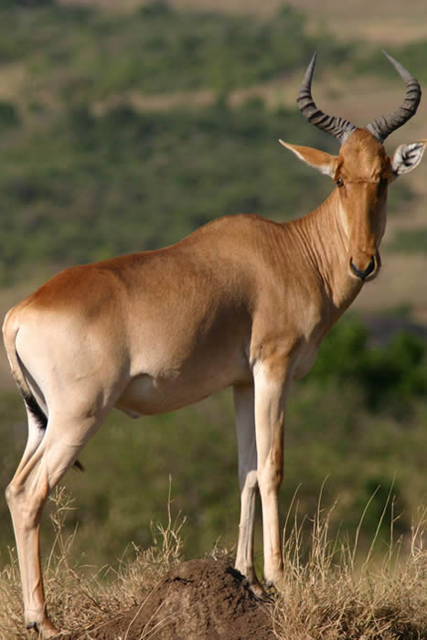 Wildlife safaris in Rwanda and Car Rentals