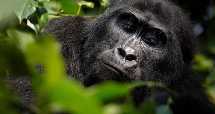 all gorilla tours in Rwanda