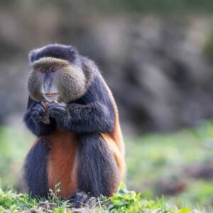 Golden Monkey traking Safaris - Volcanoes National Park Rwanda