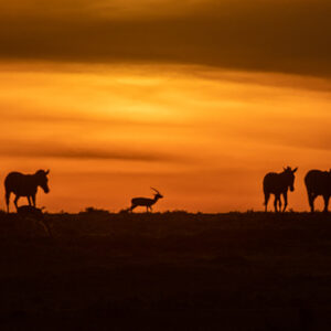 Independent safaris Rwanda