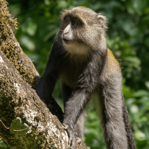 Rwanda pirmates Safaris