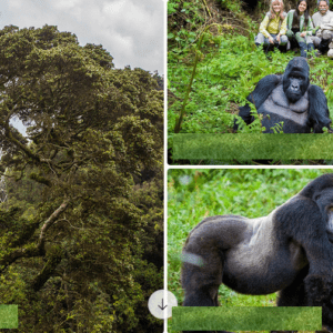 10 Days self drive trip and Car rental in Rwanda