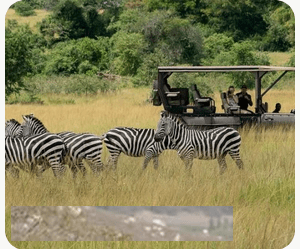 Akagera National Park is the only place in Rwanda with all Big Five, just 2.5 hours from Kigali. Wildlife populations have grown from under 5,000 to over 13,000 animals.