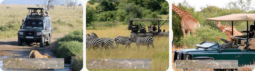 Akagera National Park is the only place in Rwanda with all Big Five, just 2.5 hours from Kigali. Wildlife populations have grown from under 5,000 to over 13,000 animals.