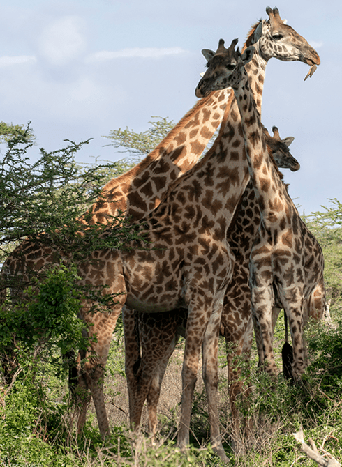 10 Days best of Rwanda self drive.