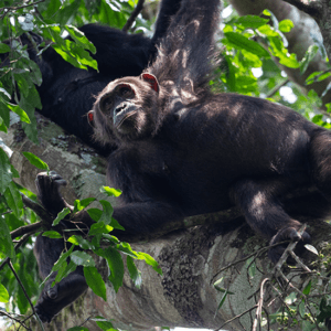 Chimpanzee Kibale Forest National Park Uganda