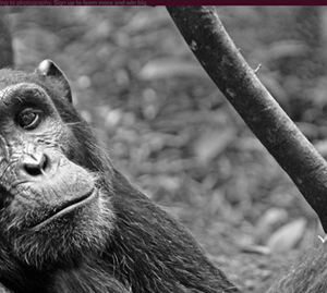 Chimpanzee Tracking Destinations on a Uganda Self-Drive Road Trip