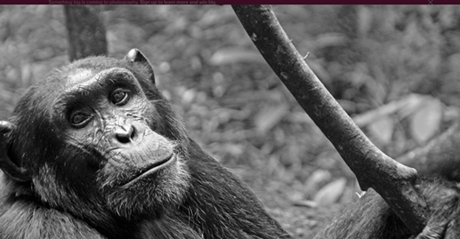 Chimpanzee Tracking Destinations on a Uganda Self-Drive Road Trip