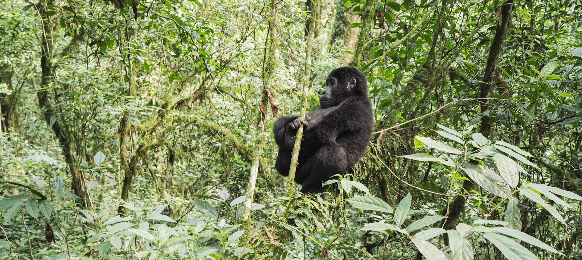 Gorilla Rekking in Bwindi Forest - Uganda