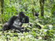 Gorilla Trekking, Gorilla Safaris & Wildlife Safaris in Rwanda: A Complete Guide to Rwanda Safari Holidays.
