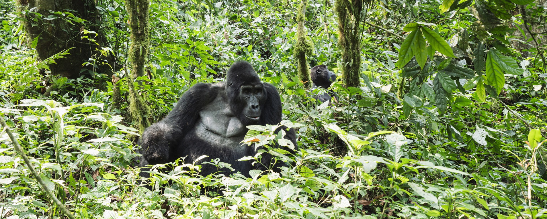 Gorilla Trekking, Gorilla Safaris & Wildlife Safaris in Rwanda: A Complete Guide to Rwanda Safari Holidays.