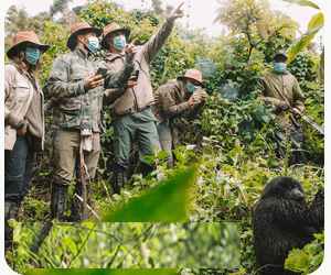 Gorilla Trekking in Nkuringo and Car hire from Kigali