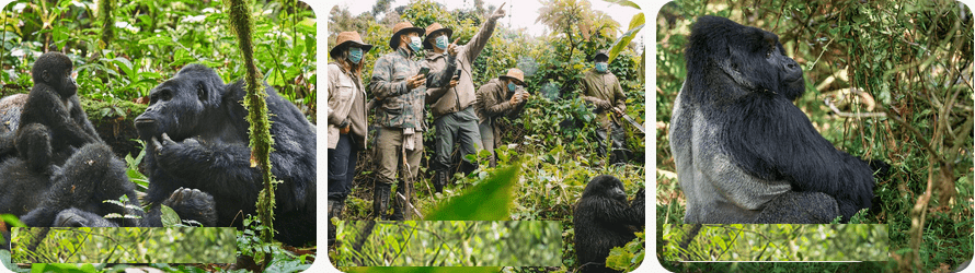 Gorilla Trekking in Nkuringo and Car hire from Kigali