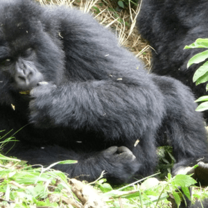 Gorilla trekking Safaris and self drive trips Uganda and Rwanda