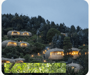 Gorilla trekking in Rwanda's Volcanoes National Park