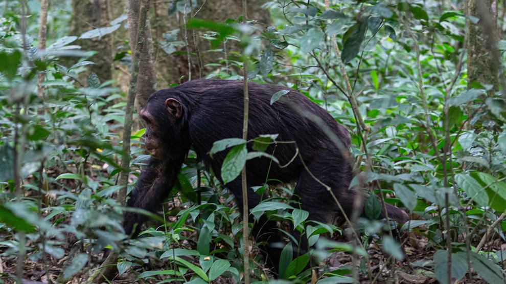 Kibale Chimpanzee tracking Safaris in Uganda