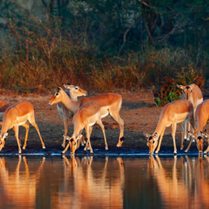 Long-Term Car Rental for Self-Drive Safaris in Rwanda and Uganda