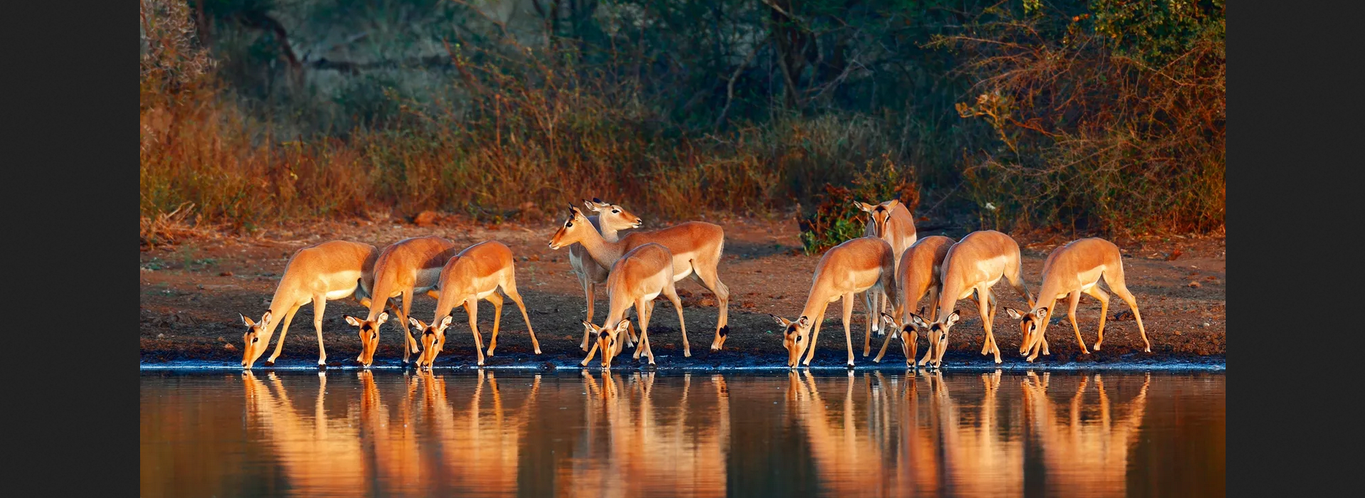 Long-Term Car Rental for Self-Drive Safaris in Rwanda and Uganda