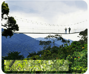 Nyungwe Forest National Park Rwanda primates safaris
