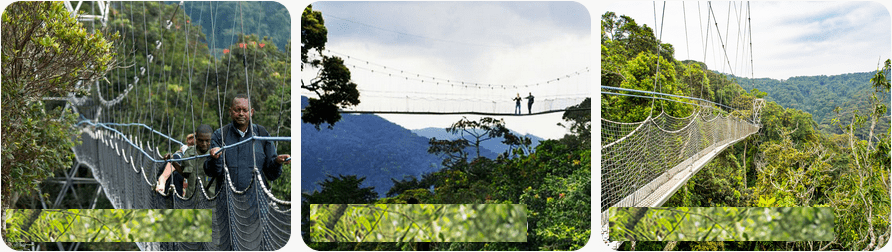 Nyungwe Forest National Park Rwanda primates safaris