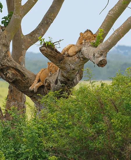 Queen Elizabeth National Park - Uganda Safaris and wildlife tours