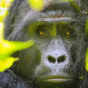 Rwanda ugands double gorilla trekking