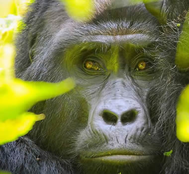 Rwanda ugands double gorilla trekking