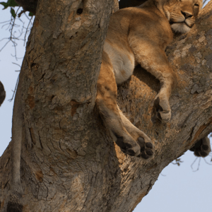Self drive Rwanda and cross border to Uganda