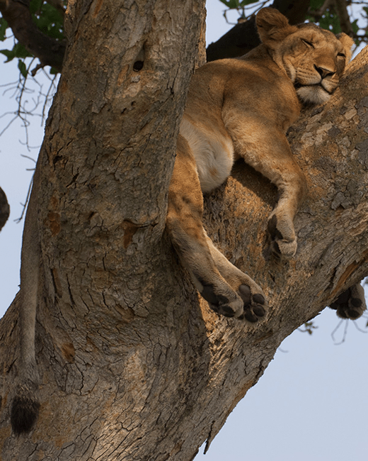 15 Days Self drive Rwanda and cross border to Uganda