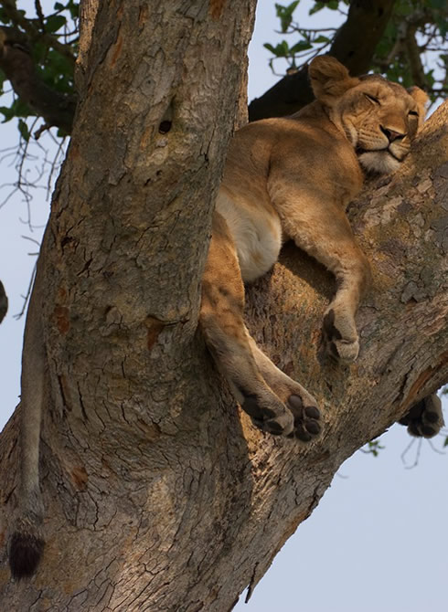 15 Days Rwanda and Uganda combined