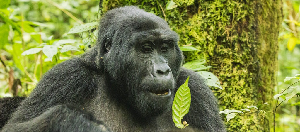 Volcanoes National Park Car Hire | Rent a Car Rwanda