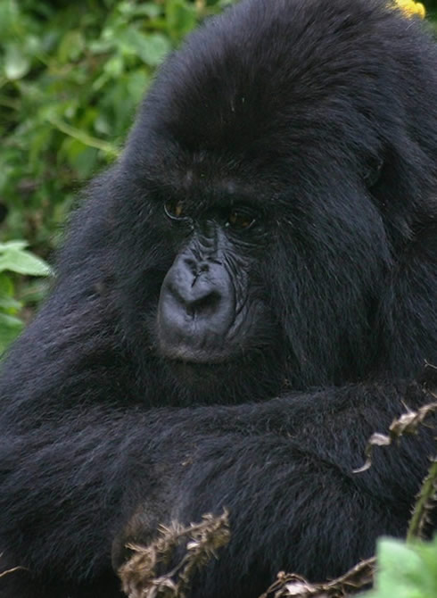 7 Days Rwanda Volcanoes Safari