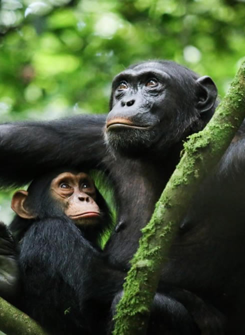 5 Days Rwanda Self drive Trip