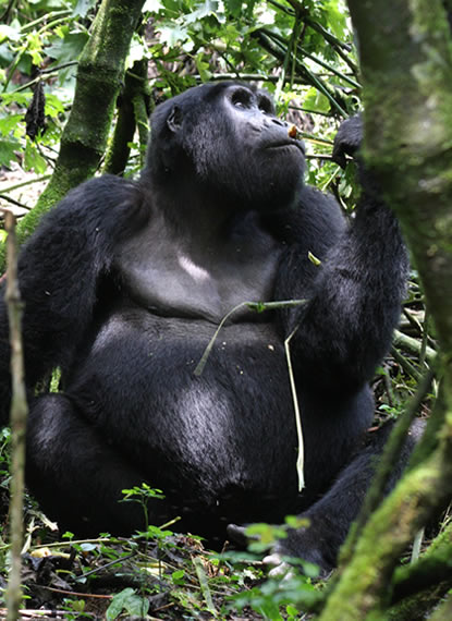 safari packages for Gorilla tours
