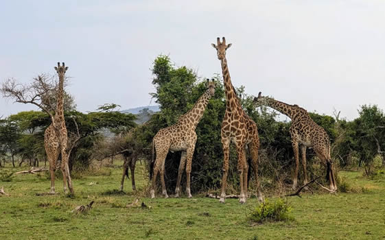Akagera National Park — Rwanda Self-Drive Safaris