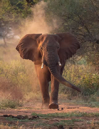 The Savanna Loop: Kigali → Entebbe (7 Days)