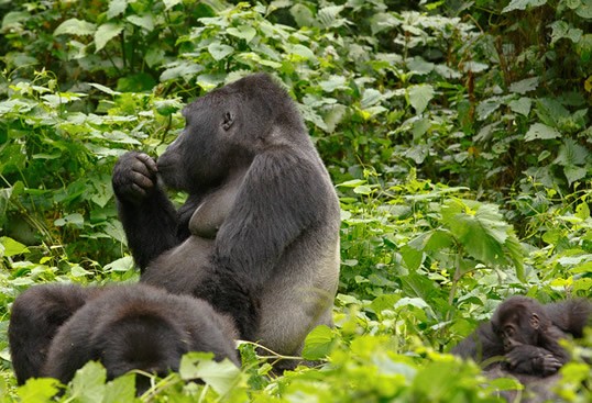Rent a 4x4 from Kigali for your gorilla trekking safari. We handle Volcanoes NP and Bwindi routes, cross-border vehicle authorisation, and flexible pickup