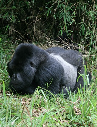The Primate Highway: Kigali → Entebbe (10 Days)