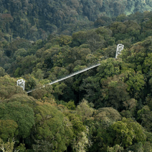 Nyungwe Forest National Park is located in Rwanda’s Southern Province, a region of rolling highlands and dramatic scenery that contrasts sharply with the urban energy of Kigali. Getting to the park involves a choice between two primary overland routes, each offering its own distinct experience of Rwanda’s varied landscape.