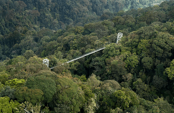 Nyungwe Forest National Park is located in Rwanda’s Southern Province, a region of rolling highlands and dramatic scenery that contrasts sharply with the urban energy of Kigali. Getting to the park involves a choice between two primary overland routes, each offering its own distinct experience of Rwanda’s varied landscape.