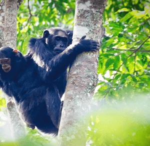 Nyungwe Forest National Park — The Primate Paradise