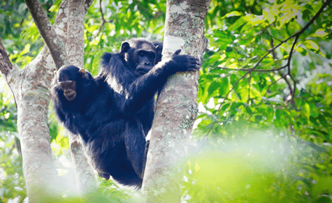 Nyungwe Forest National Park — The Primate Paradise