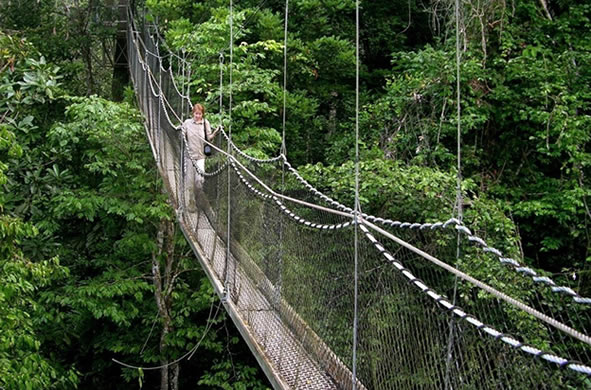Nestled in the southwestern corner of Rwanda, adjacent to the border with Burundi, Nyungwe Forest National Park stands as one of the most extraordinary natural treasures on the African continent.
